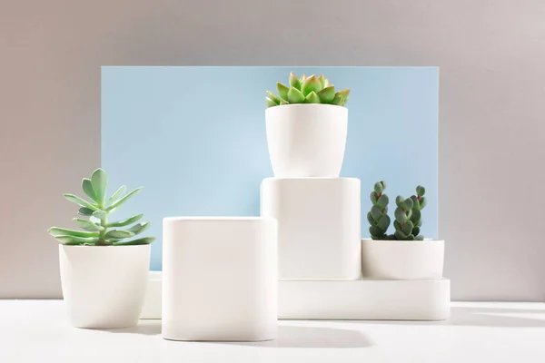 White empty boxes on light backdrop, cactus and succulent plants with shadow. Shop-window for cosmetic products. Display sample. Place Mockup style. Cosmetology and beauty concept