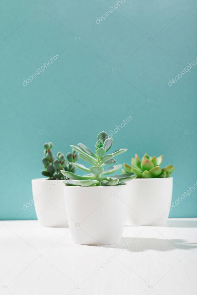 Collection of various cactus and succulent plants in white pots. Scandinavian room interior decoration. Mockup, copy space, blue background. Sunny tropical backdrop