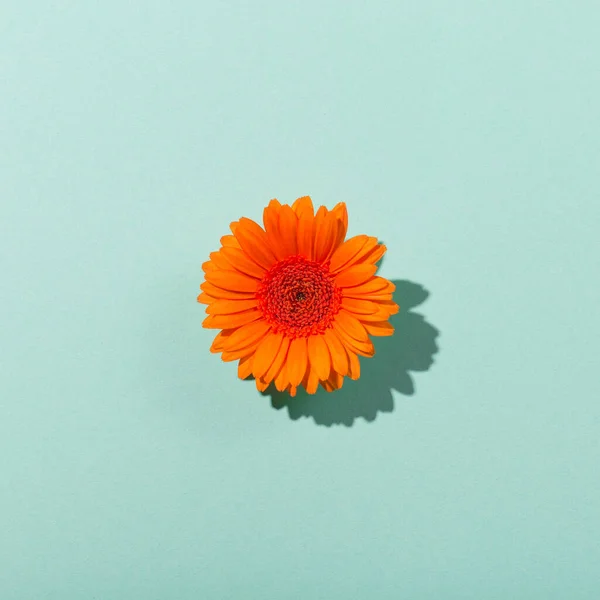 Vacker Orange Blomma Gerbera Tusensköna Papper Mynta Blå Bakgrund Minimalt — Stockfoto