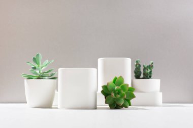Arkaplanda beyaz boş kutular, kaktüs ve gölgeli sulu bitkiler. Kozmetik ürünler için vitrin. Örnek göster. Mekan Mockup tarzı. Kozmetik ve güzellik kavramı