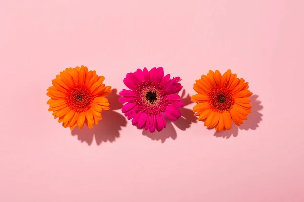 Schöne Orange Blumen Gerbera Gänseblümchen Auf Papier Rosa Hintergrund Minimal — Stockfoto