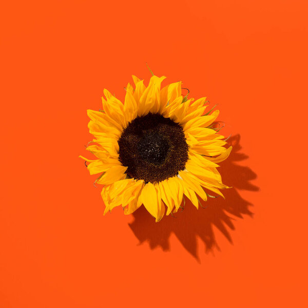 Beautiful fresh sunflower on orange background. Flat lay, top view. Thanksgiving day, Halloween Holiday concept with copy space. Harvest time, agriculture. Sunflower natural background