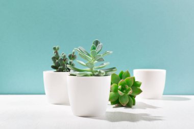 Beyaz kaplarda çeşitli kaktüslerin ve sulu bitkilerin toplanması. İskandinav oda iç dekorasyonu. Model, kopyalama alanı, mavi arkaplan. Güneşli tropik zemin