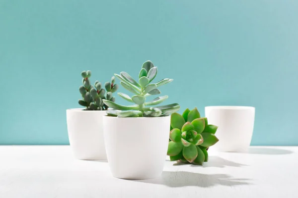 Collection Various Cactus Succulent Plants White Pots Scandinavian Room Interior — Stock Photo, Image