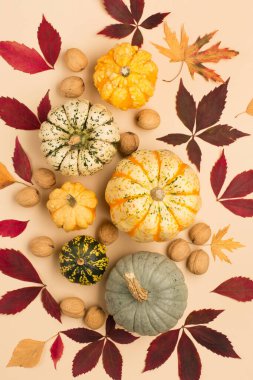 Kağıt bej arka planda balkabağı, fındık ve kuru yapraklı sonbahar tatili kompozisyonu. Yaratıcı sonbahar, şükran günü, sonbahar, cadılar bayramı konsepti. Üst görünüm, kopyalama alanı, düz uzanma.