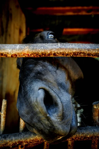 面白い馬顔. — ストック写真