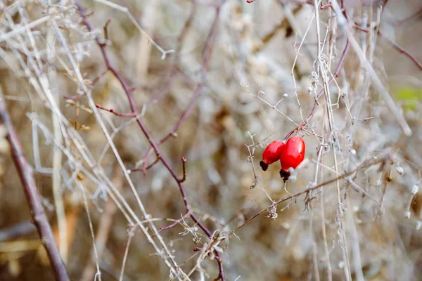 Briar di musim dingin. Obat herbal — Stok Foto