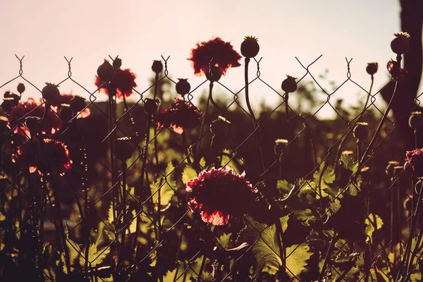 Summer Red Flowers. Silhouette. Flowers on the chain-link. Flowers at sunset. Flowers in the sun