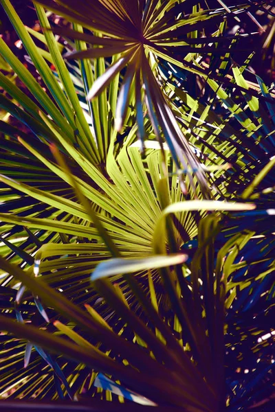 Bright Palm Trees Summer Sun Resort Vacation — Stock Photo, Image