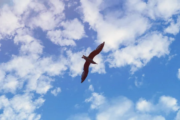 Gaivota Voadora Céu Azul Altura Nas Nuvens — Fotografia de Stock