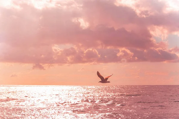 Flying Seagull in the purple sky. Beautiful sea.
