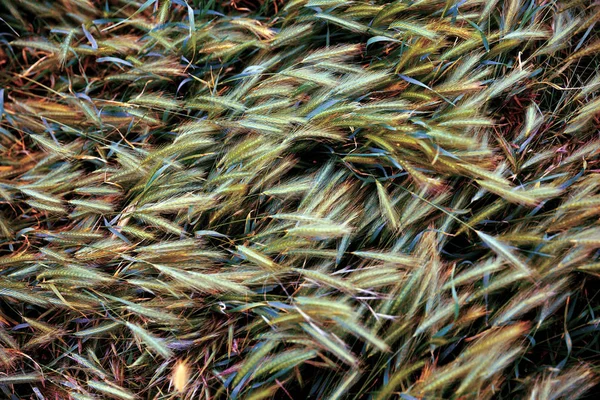 深緑色の草。大麦の穂。フィールド。粒 — ストック写真