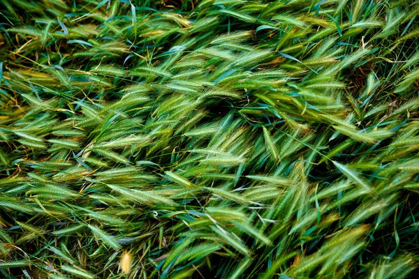 Jasne, soczysta trawa zielony. Kłosy jęczmienia. Dziedzinie. Ziarna — Zdjęcie stockowe
