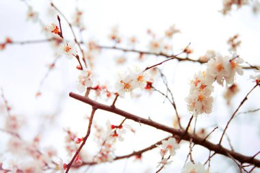 Kayısı çiçeklenme. Bahar çiçekleri. Çiçekli ağaç. Ilk