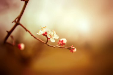 Kayısı çiçeklenme. Bahar çiçekleri. Çiçekli ağaç. Ilk