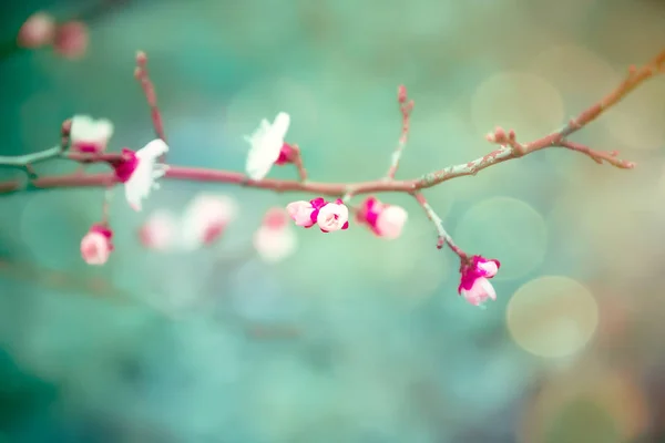 Florescimento de damasco. Flores da Primavera. Árvore florida. Primeiro — Fotografia de Stock