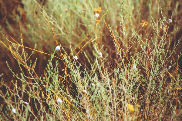 Λευκά μικρά σαλιγκάρια στο γρασίδι. Φύση. Καλοκαίρι — Φωτογραφία Αρχείου