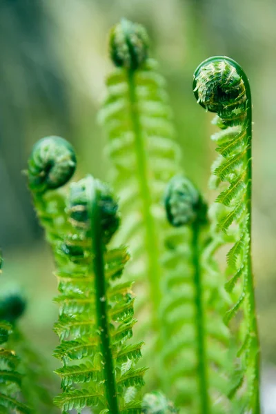 Foto av grön ung ormbunke blad i skogen. Växten ormbunke blommade — Stockfoto