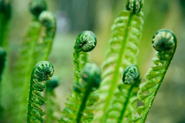 Foto av grön ung ormbunke blad i skogen. Växten ormbunke blommade — Stockfoto