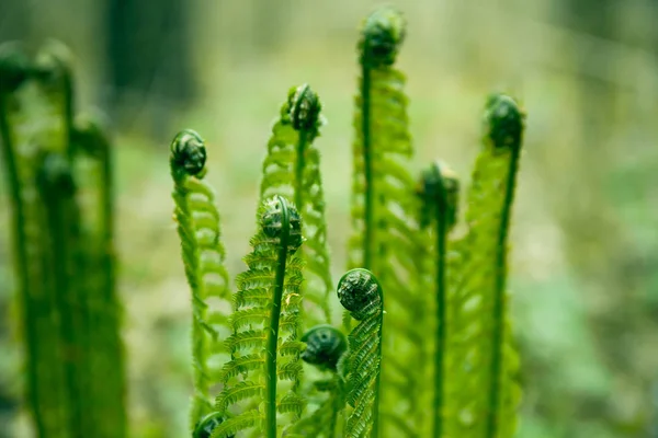 Foto av grön ung ormbunke blad i skogen. Växten ormbunke blommade — Stockfoto