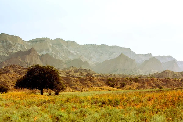 Árbol solitario en la sabana. Las montañas. Hierba amarilla. Paisaje — Foto de Stock