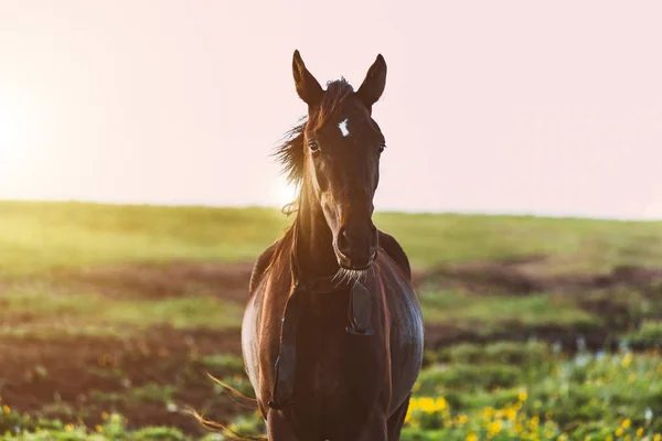 Güzel Brown Horse Animal portre arka planda mera otlatma alan manzara kadar yakın — Stok fotoğraf