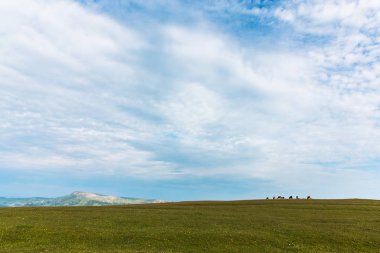 Yeşil çayırmavi gökyüzü Çiftliği'nde inekler otlatmak