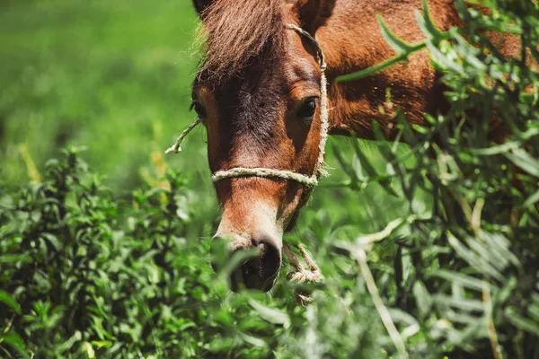 Brown Horse pascola mangiando erba primo piano estate — Foto Stock