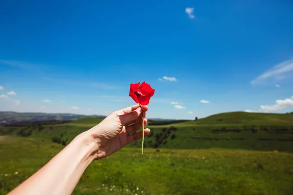 Las manos de la mujer sosteniendo una amapola en un campo prado de verano en las montañas cielo azul Flor roja — Foto de Stock