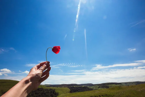 Las manos de la mujer sosteniendo una amapola en un campo prado de verano en las montañas cielo azul Flor roja — Foto de Stock