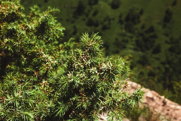 Ένας θάμνος πράσινου αρκάρκου μεγαλώνει στα βουνά, κοντά — Φωτογραφία Αρχείου