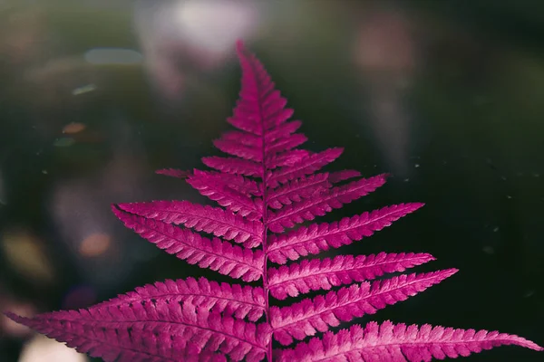 Φθορίζουσα φύση του φυτού Pink fern neon Glow — Φωτογραφία Αρχείου