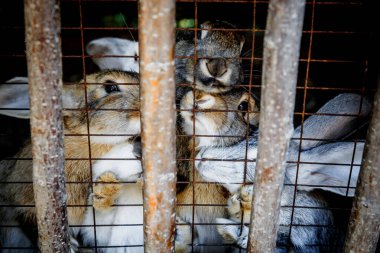 Young Rabbits in the cage. Animal rights. Farm