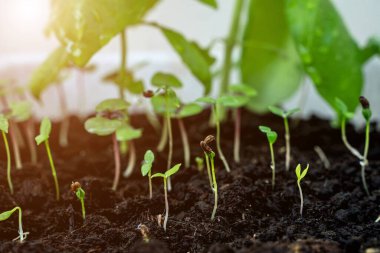 Fesleğen ve maydanoz filizleri. Evde bitki yetiştirmek. Ev bahçesi. Bitki pişiriyorum.