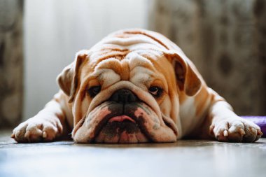 İngiliz bulldog yerde yatıyor. Köpek evde dinleniyor.