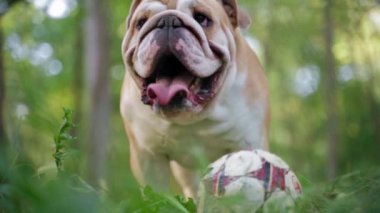 Komik şirin İngiliz bulldog 'u elinde topla parkta yürüyor. Yavaş çekim