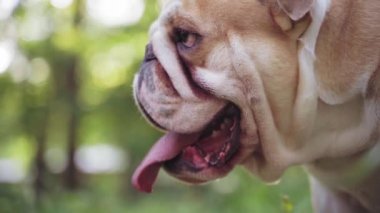 Komik şirin İngiliz bulldog 'u parkta yürüyor. Yavaş çekim