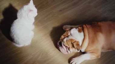 İngiliz bulldog yerde yatıyor. Beyaz tüylü bir kedi yakınlarda oturuyor. Evcil hayvanlar ahenk dostluğu Köpek ve kedi