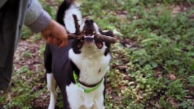 Siyah beyaz köpek çubuk kemiriyor. Yürümek için parkta evcil hayvan ağır çekim