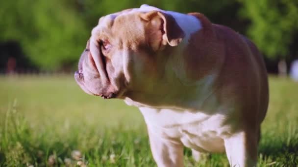 Divertido Lindo Bulldog Inglés Paseos Parque Hierba Verde — Vídeo de stock