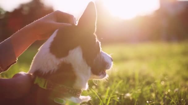 少女は公園で日没時に犬を撫でた 夕方の太陽の下で黒と白のハスキー散歩 — ストック動画