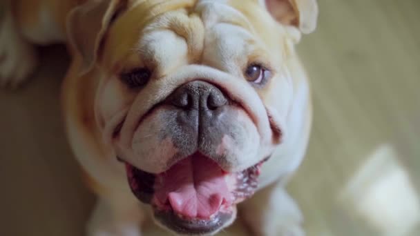 Śmieszne Słodkie Angielski Buldog Siedzi Podłodze Domu Pet Dog Przyjaciel — Wideo stockowe