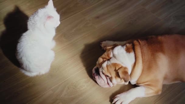 Bulldog Inglês Encontra Chão Gato Fofo Branco Está Sentado Nas — Vídeo de Stock
