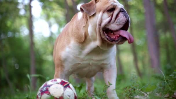Funny Cute English Bulldog Walks Park Ball Slow Motion — Stock Video