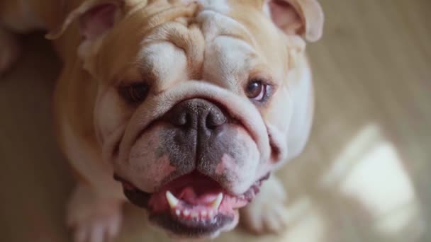 Lustige Süße Englische Bulldogge Sitzt Auf Dem Boden Eines Hauses — Stockvideo