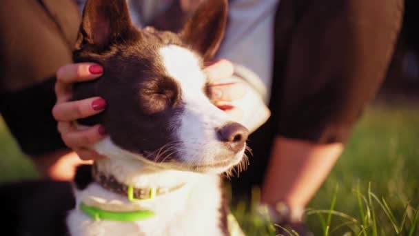 少女は公園で日没時に犬を撫でた 黒と白のハスキーマッサージを取得します スローモーション — ストック動画