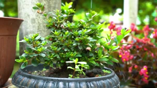 Arbusto Azalea Verde Una Hermosa Olla Regada Cámara Lenta — Vídeos de Stock