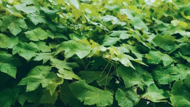 Groene Druivenbladeren Tuin Regen Slow Motion — Stockvideo