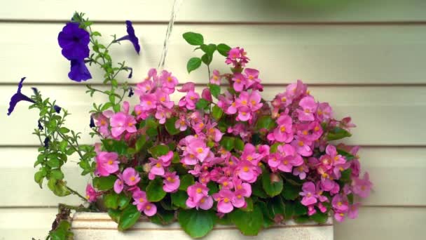 Flores Brillantes Begonia Regadas Jardín Cámara Lenta — Vídeos de Stock