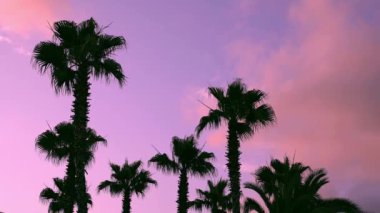 Leylak pembe günbatımında siluet palmiye ağacı. Denizde tatil ve dinlenme. Sakin